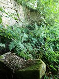 Ruines de la fontaine de Saucenot.