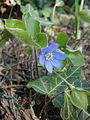 Anemone hepatica