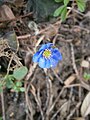 Anemone hepatica close-up