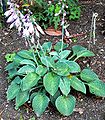 Hosta 'Abiqua Blue Crinkles'