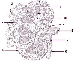 1: نسيج حشوي 2: القشرة 3: اللب 4: المِحفظة الشَحمية 5: المِحفظة 6: الحالب 7: الحويضة 8: شريان كلوي و وريد كلوي 9: النقير 10: الكأس