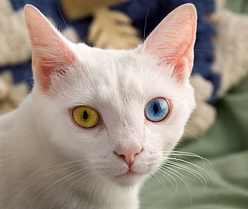 Odd-eyed cat, by Keith Kissel (edited by Tomer T)