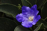 Karvi Flower