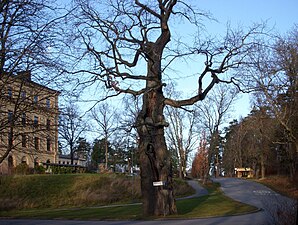 Kungseken och Manillavägen, hösten 2011.