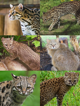 1-й ряд: оцелот, онцилла; 2-й ряд: кошка Жоффруа, Leopardus pajeros; 3-й ряд: длиннохвостая кошка, чилийская кошка