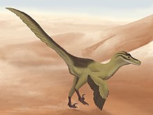 Vue de profil d'un dinosaure bipède recouvert de plumes, avec des ailes et une longue queue.