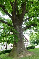 Luther-Eiche am Kriegerdenkmal