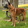 Malinois: pelagem curta de coloração dourada encarvoada com máscara preta