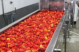 Belizean red habaneros being prepared for washing, sorting and grinding