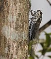 Male in Shiga Prefecture, Japan