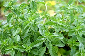 Busuiocul cerbilor (Mentha pulegium)