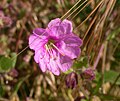 Mirabilis laevis var. crassifolia