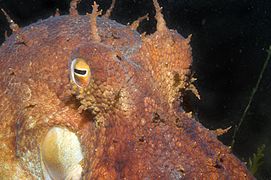 Octopus pallidus (Australie boréale et Tasmanie)