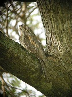 パプアガマグチヨタカ