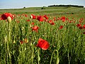 Цветнице: Крајолик с дивљим маковима (Papaver rhoeas)