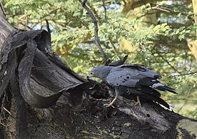 Adult investigating a tree cavity, Kenya