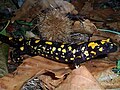 Salamandre de Corse (Salamandra corsica)