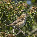 Sedge warbler