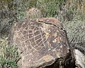 Web-like petroglyph on the White Tank Mountain Regional Park Waterfall Trail, Arizona