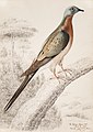 Illustration of pigeon perched on branch