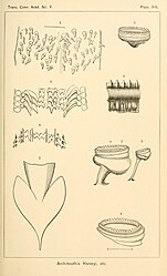 #25 (?/12/1872), #30 (25/11?/1873), and one other Anatomical details of Verrill specimen No. 4 from 1872 (#25; tentacular sucker and closeup of same: figs. 5–6) and Verrill specimen No. 5 from 1873 (#30; lining membrane of palate: fig. 1; caudal fins: fig. 2; tentacular suckers: fig. 3; arm sucker: fig. 4) (Verrill, 1880a:pl. 16). Also shown are radular teeth of Loligo pallida (synonym of Doryteuthis pealeii; fig. 7) and giant squid specimen #16, redrawn from Harting (1860:pl. 1 fig. 4) (fig. 8).