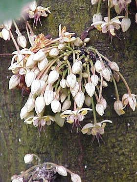 Flores de T. cacao