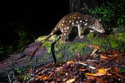 Brown white-spotted quoll