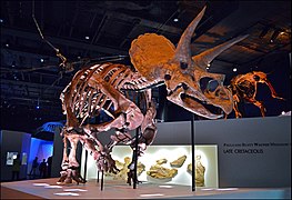 Triceratops skeleton at the Houston Museum in a controversial running posture