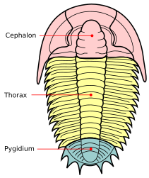 Le tre sezioni principali del corpo di un tipico trilobite