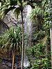 Valleé de mai, the Garden of Eden in Seychelles