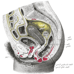 قطاع سهمي للجزء السفلي من جذع أنثى، الجزء الأيمن. (اللفافة الغمدية المستقيمية غير ملونة ولكنها واضحة)