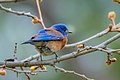 Western Bluebird in Los Gatos, California