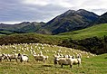 Moutons à Whitecliffs.