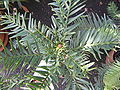 Wollemi Pine