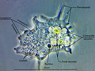 Naked amoeba in the genus Mayorella