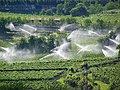 Image 5Vineyards in Italy (from Winemaking)