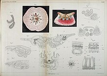 13 hand-drawn anatomical figures of Ctenoplana kowalevskii on an old notebook page