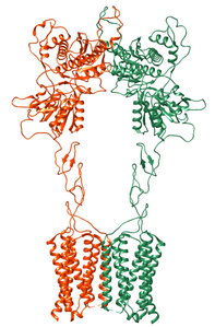 Metabotroper Glutamatrezeptor 2