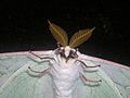 Bipectinate antennae – Actias artemis (Saturniidae)
