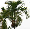 Areca catechu foliage