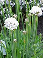 Армерия псевдоармерия (Armeria pseudarmeria)