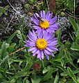 Aster alpinus.