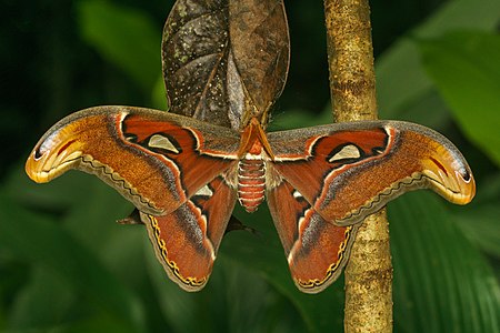 Attacus taprobanis, by Jkadavoor