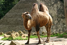 A shaggy two-humped camel