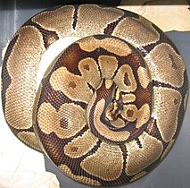 The ball python (Python regius) curls into a ball when stressed or frightened.
