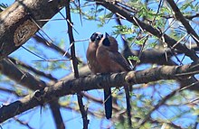 Two small birds with red chests, black cheeks, blue beaks, and black-and-white striped wings