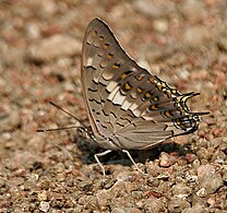 Adult in Kawal Wildlife Sanctuary, India