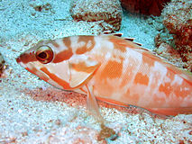 Epinephelus fasciatus