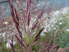 Description de l'image Calamagrostis pseudophragmites panicle (1).jpg.