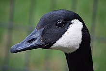 Profile view of a Canada goose head